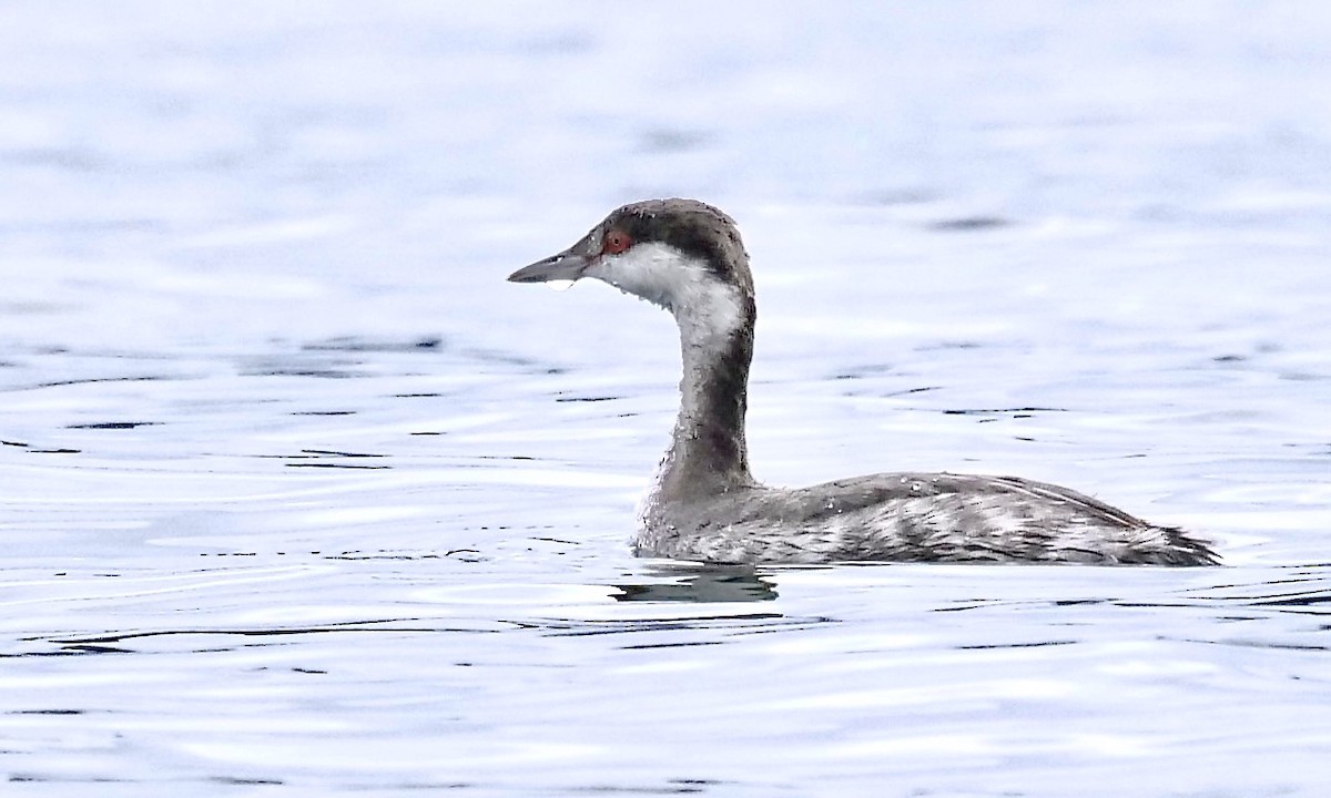 Horned Grebe - Jeff Osborne