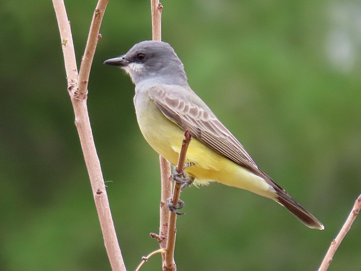 Cassin's Kingbird - ML396113681