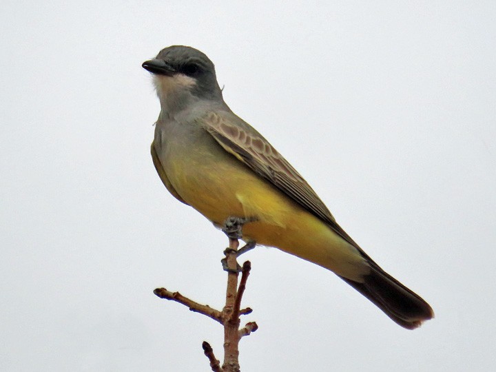 Cassin's Kingbird - ML396113691