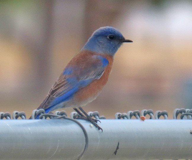 Western Bluebird - ML396113731