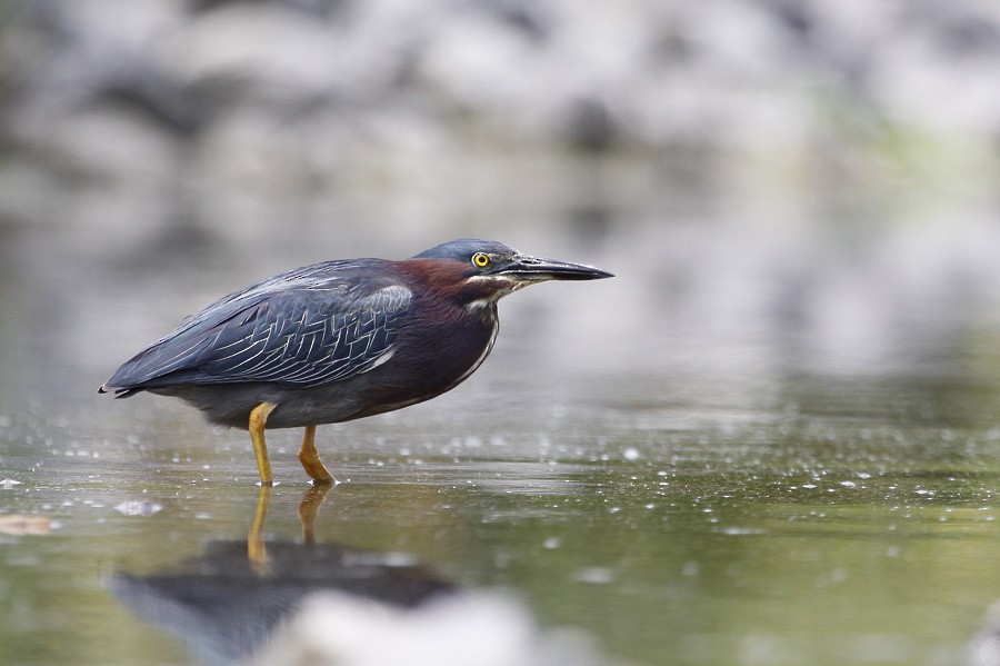 Green Heron - ML396115371