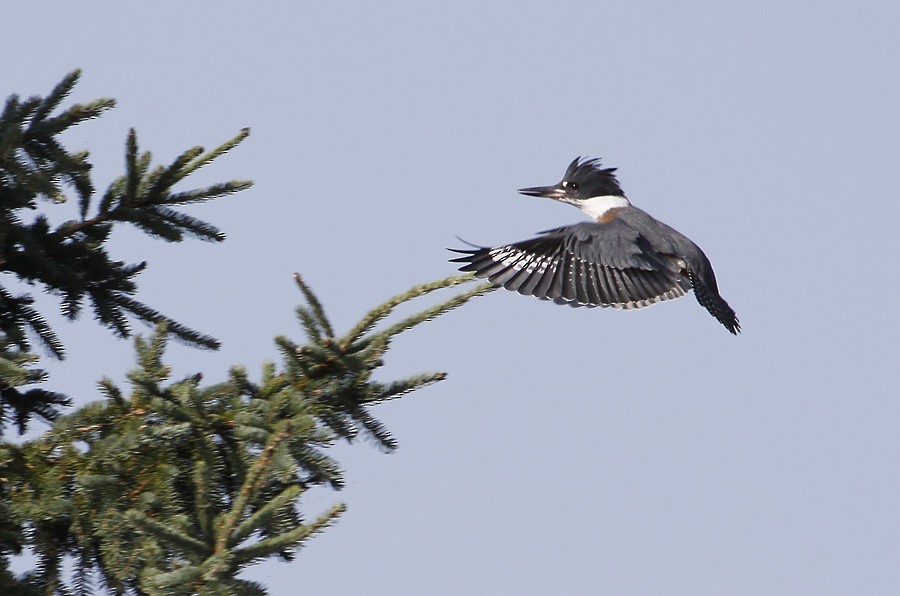 Belted Kingfisher - ML396115491