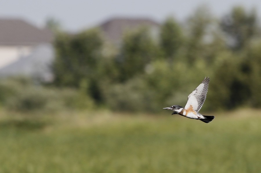 Belted Kingfisher - ML396115531