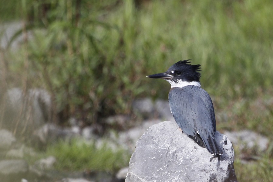 Belted Kingfisher - ML396115771