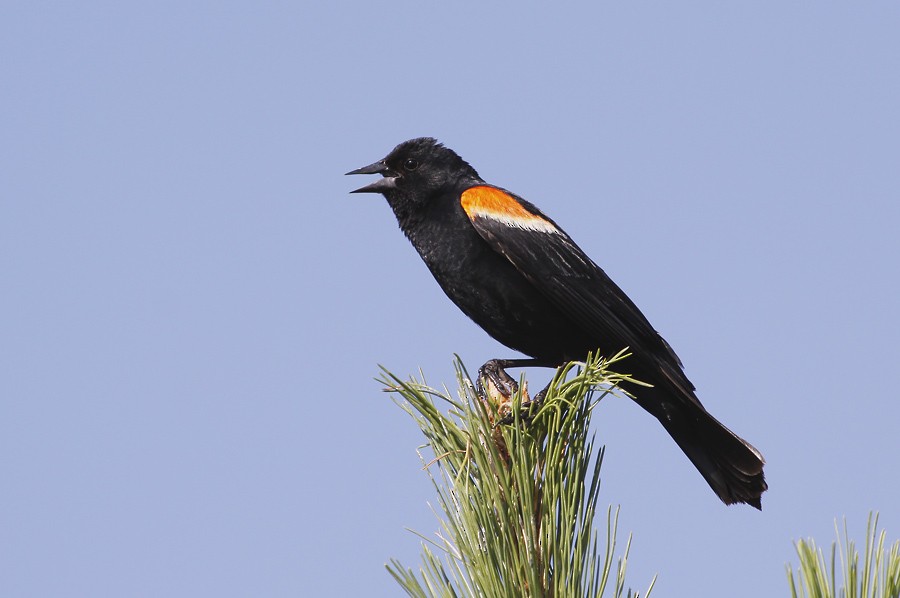 Red-winged Blackbird - ML396115931