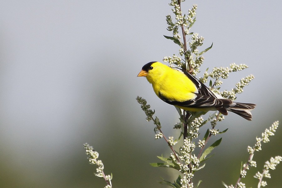 American Goldfinch - ML396115941