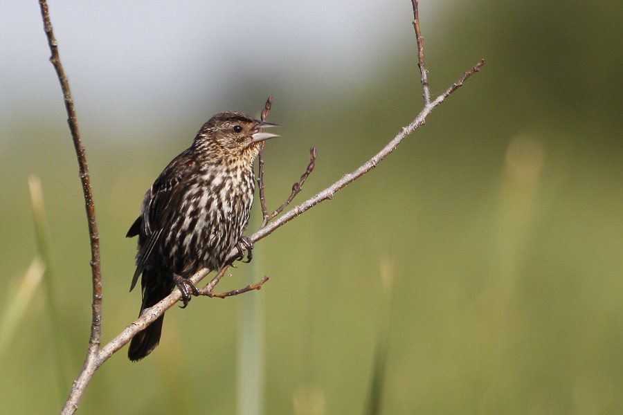 Red-winged Blackbird - ML396115991