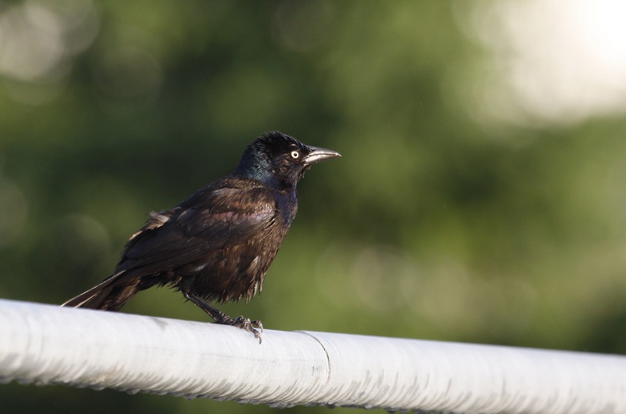 Common Grackle - ML396116061