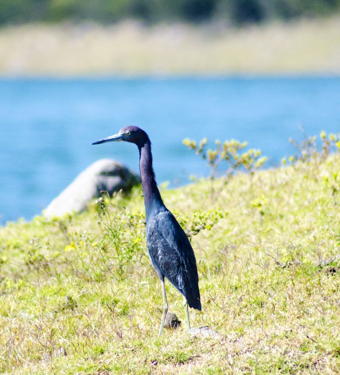 Little Blue Heron - ML396116081