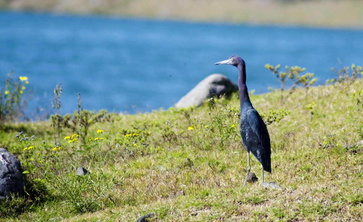 Little Blue Heron - ML396116091