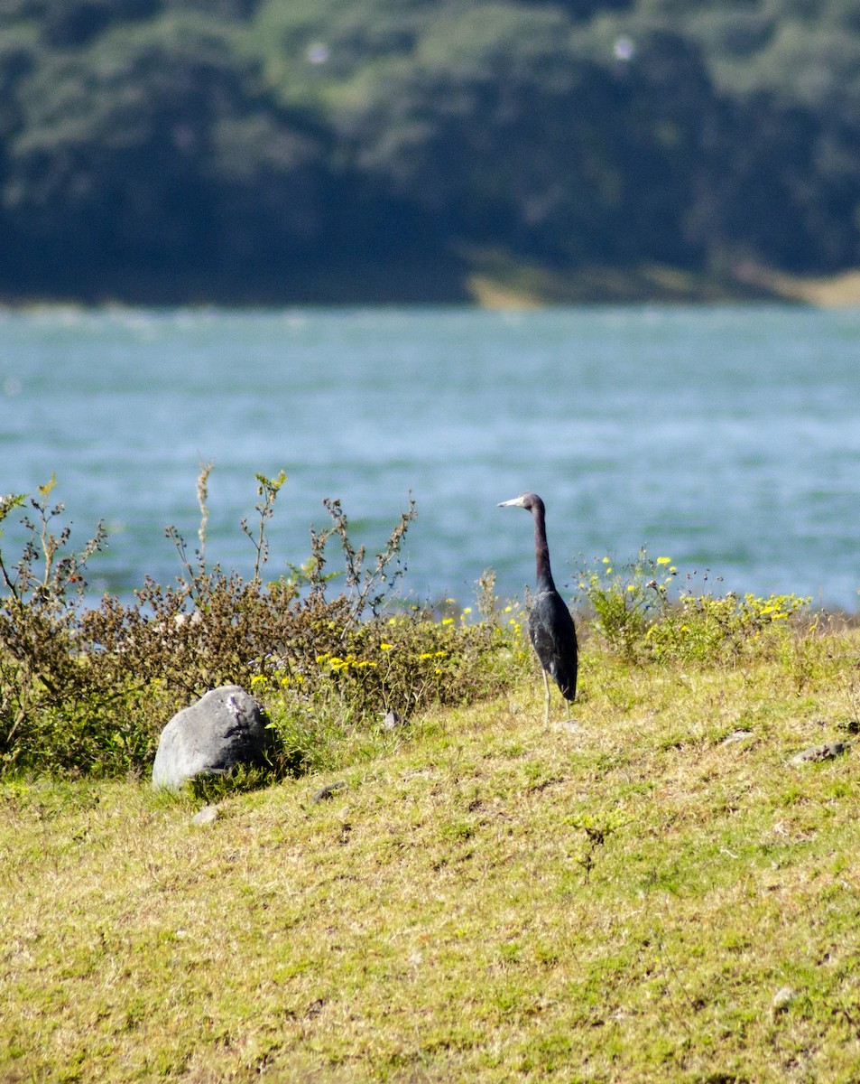 Little Blue Heron - ML396116101