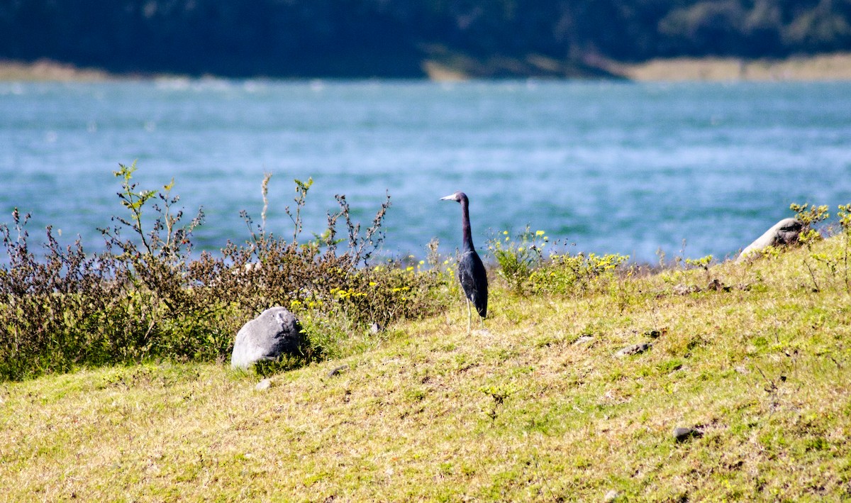 Little Blue Heron - ML396116111