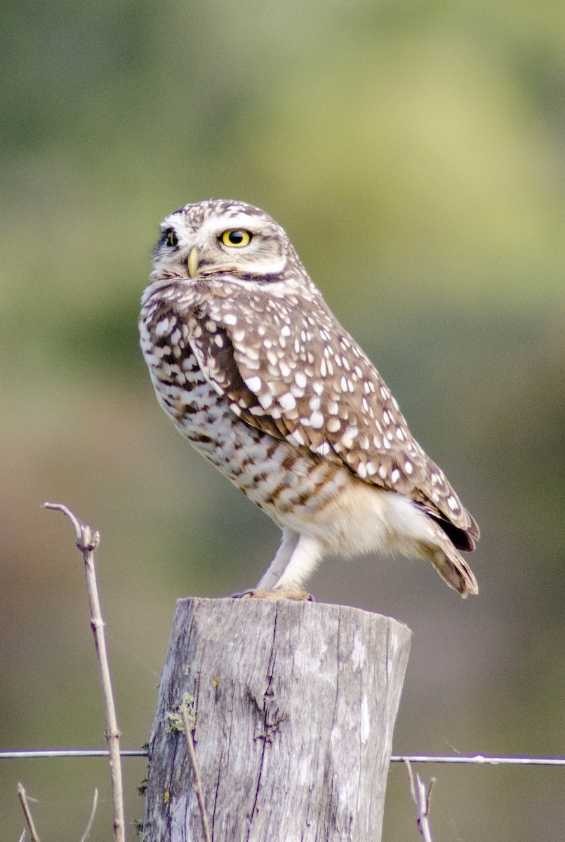 Burrowing Owl - ML396116121