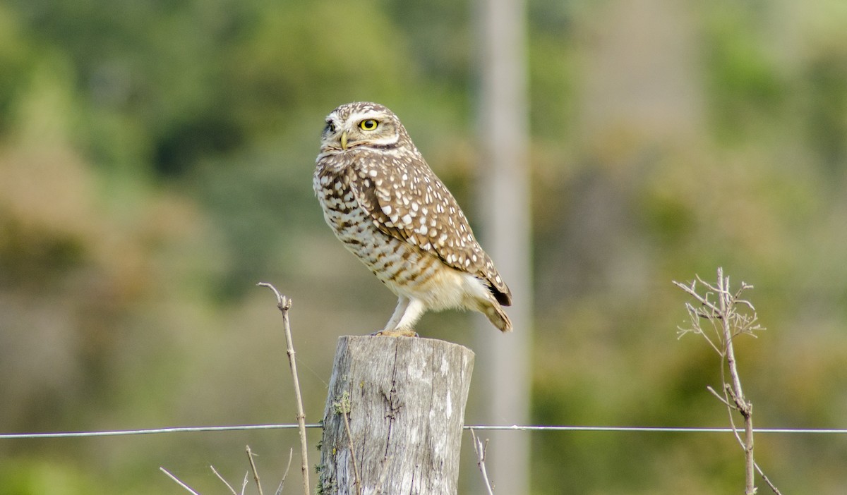 Burrowing Owl - ML396116141