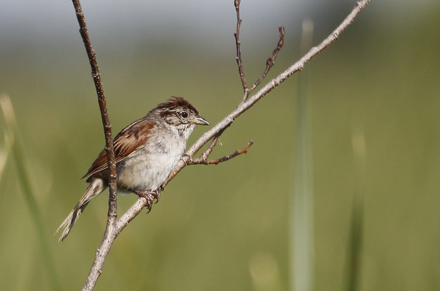 Swamp Sparrow - ML396116281