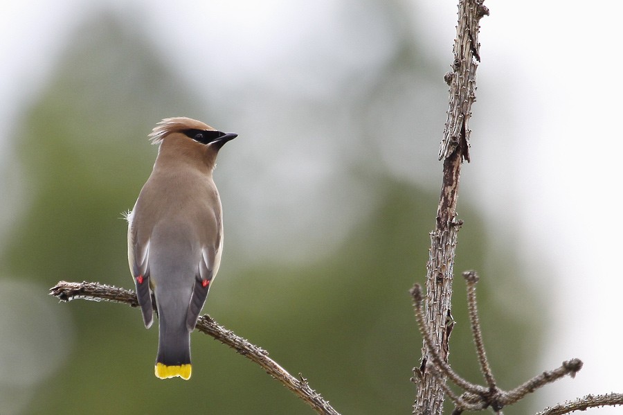 Cedar Waxwing - ML396116791