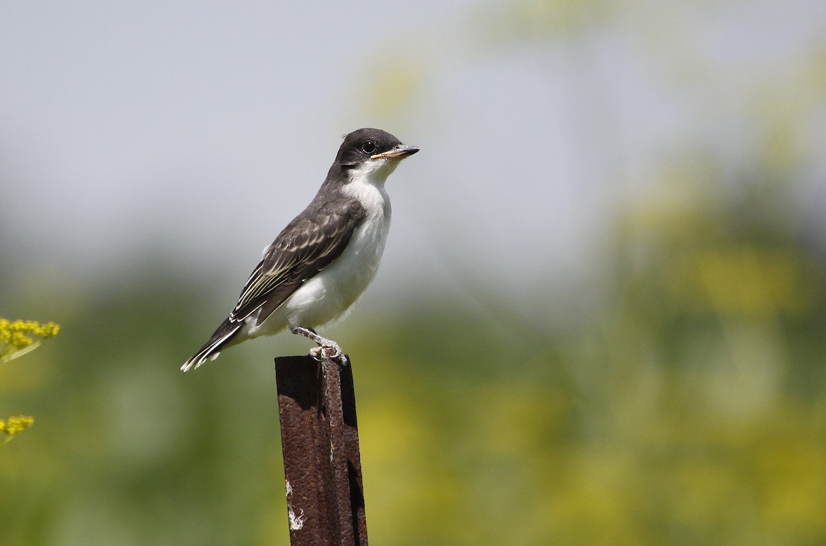 Eastern Kingbird - ML396116911