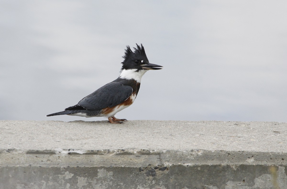 Belted Kingfisher - ML396116951