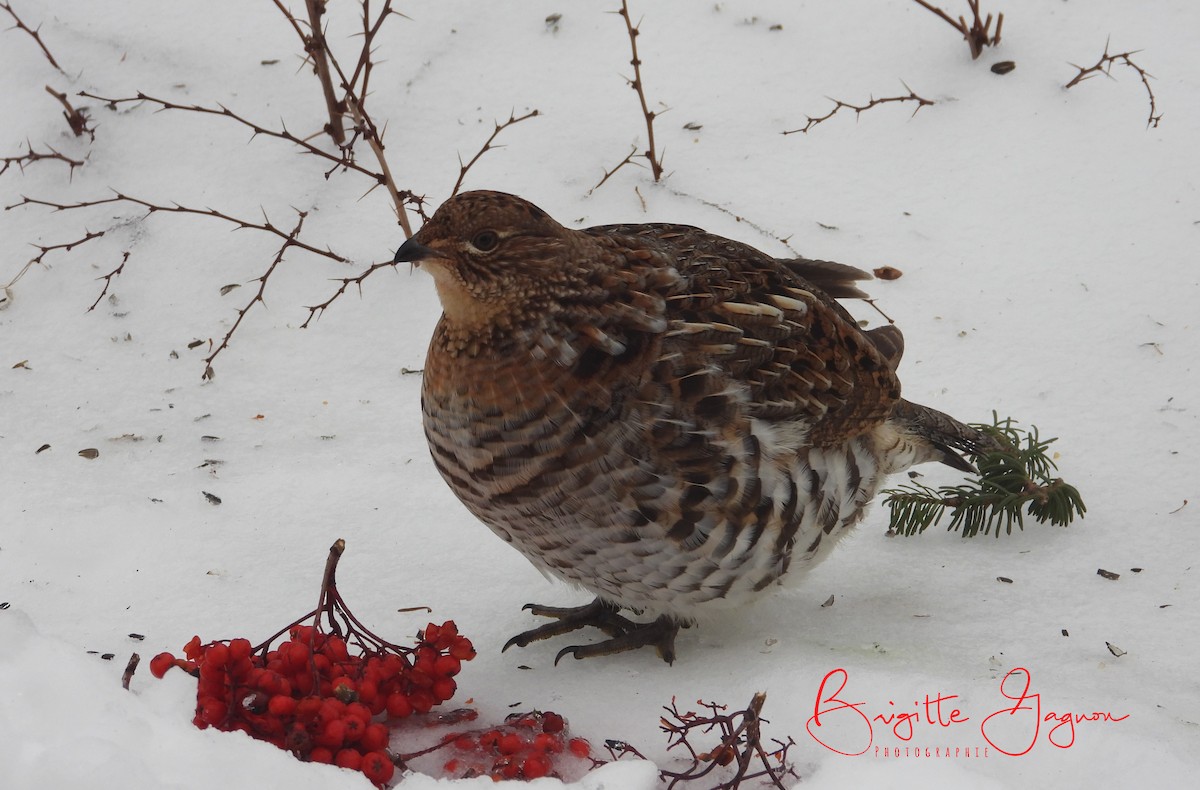 Ruffed Grouse - Brigitte Gagnon