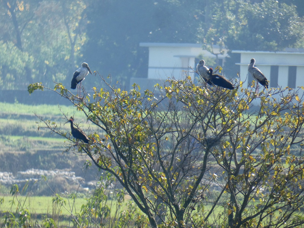 Asian Openbill - ML396117411