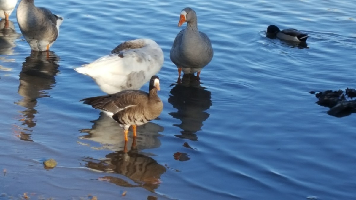 Greater White-fronted Goose - ML39611811