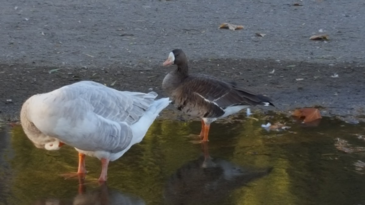 Greater White-fronted Goose - ML39611821