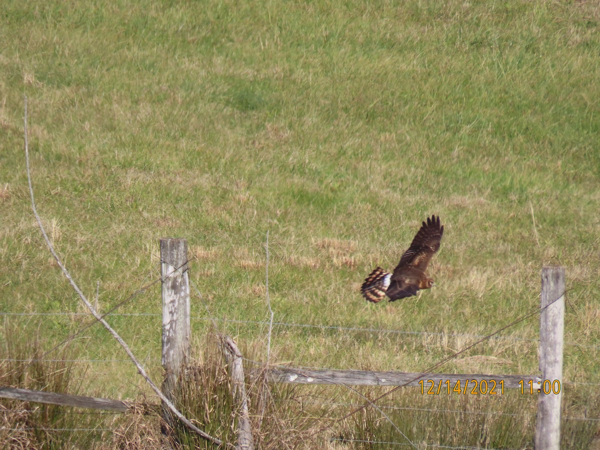 Northern Harrier - ML396118341