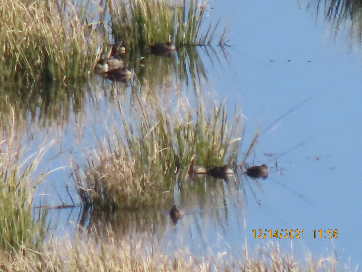 Gadwall - ML396119551