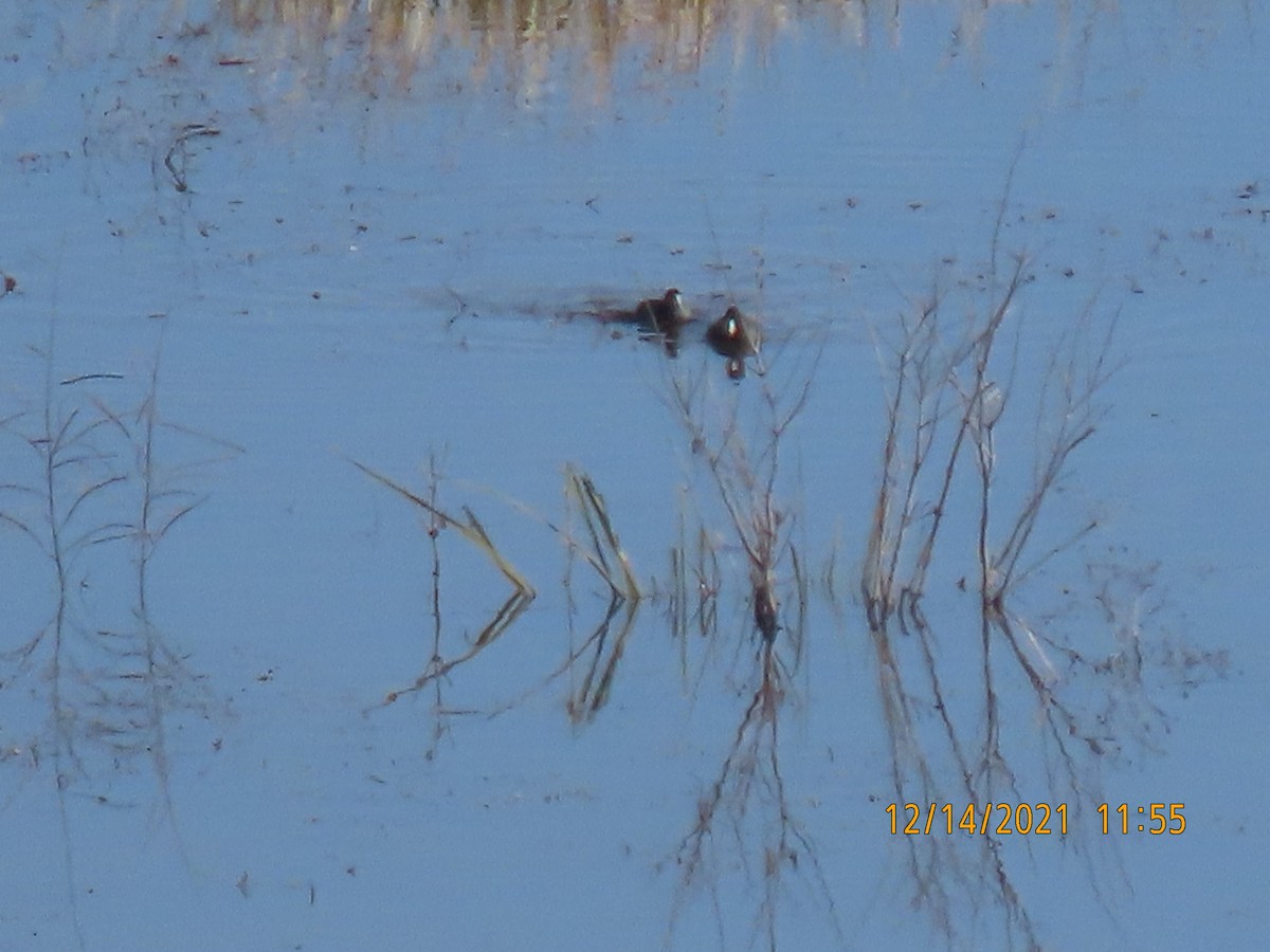 American Coot - Leon Book