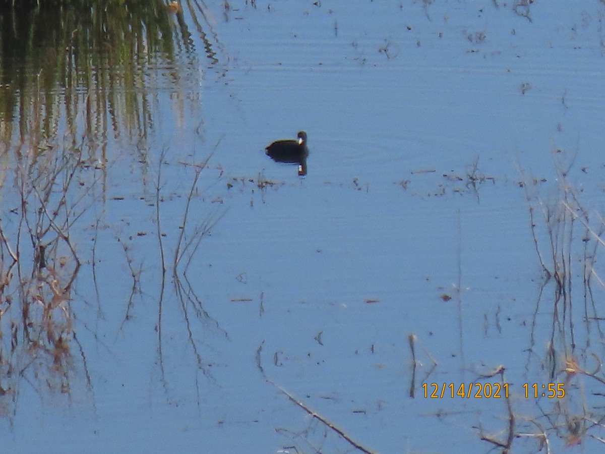 American Coot - Leon Book