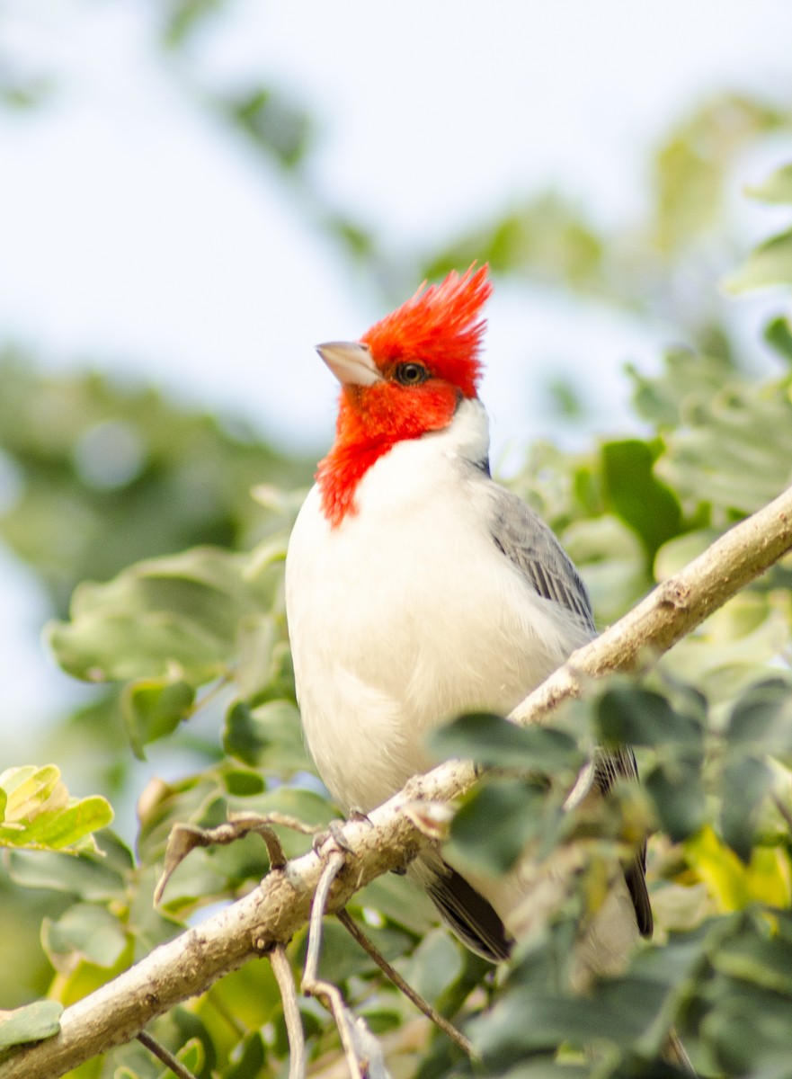 Red-crested Cardinal - Nancy Mazza