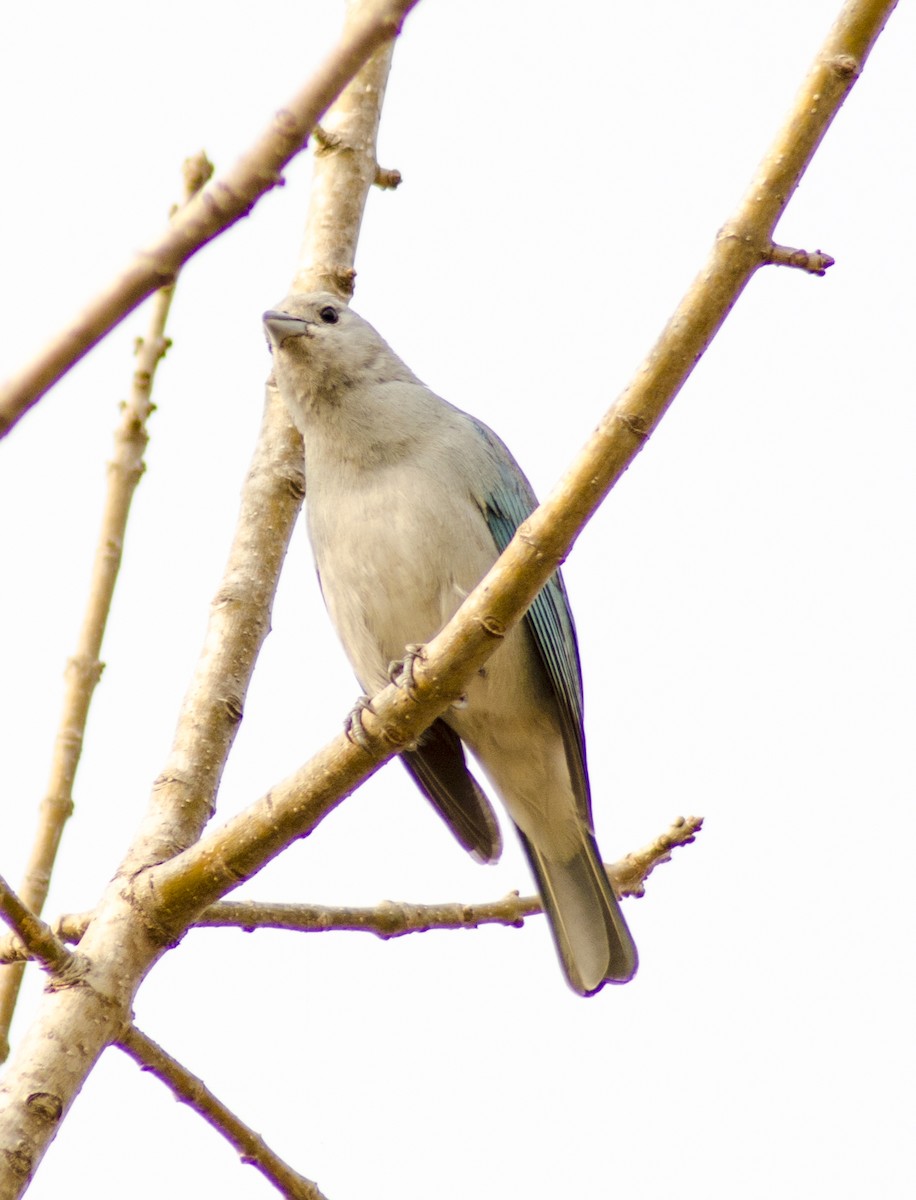 Sayaca Tanager - Nancy Mazza