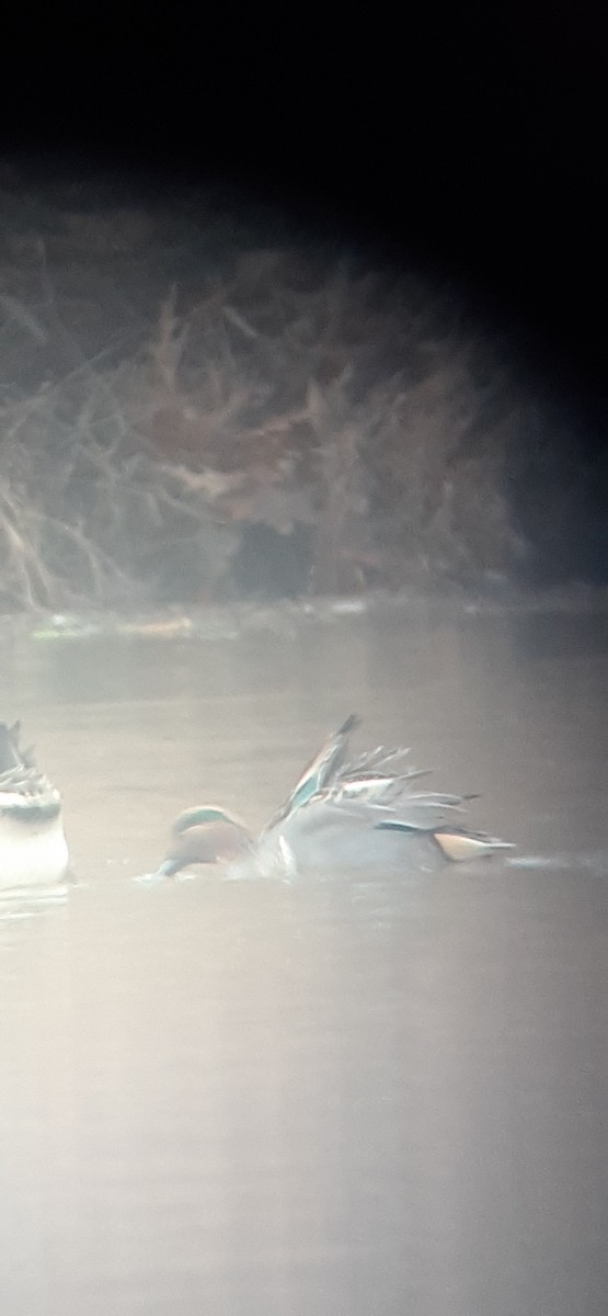 Green-winged Teal - ML396121261