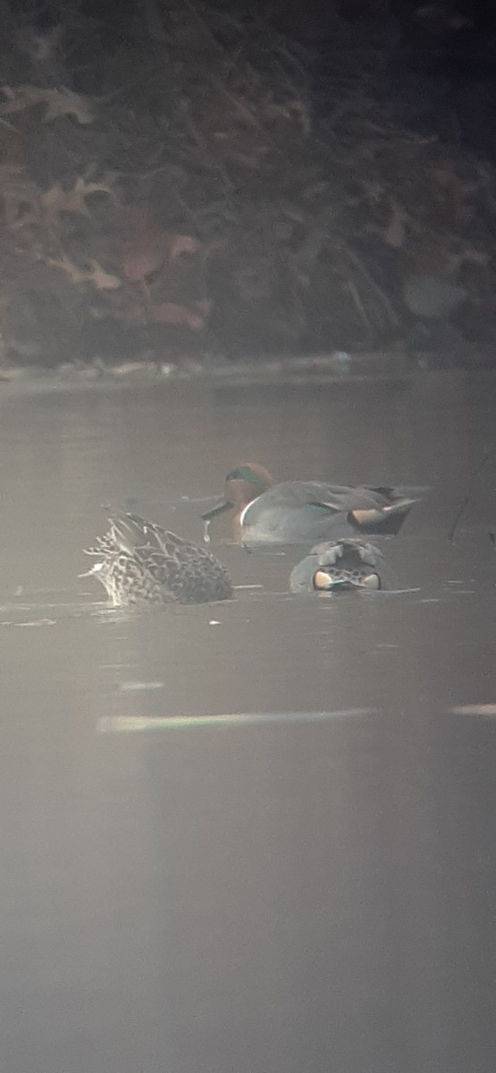 Green-winged Teal - ML396121321