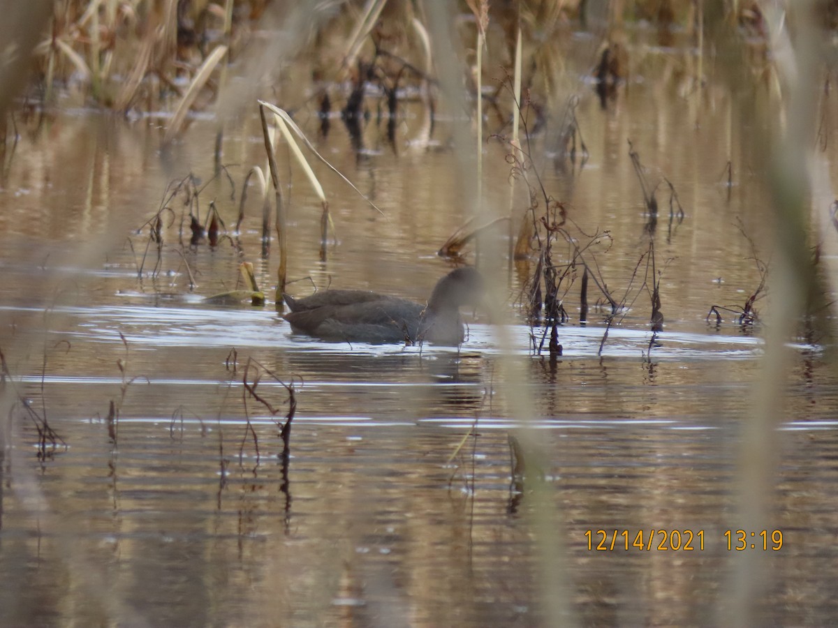 American Coot - ML396121341