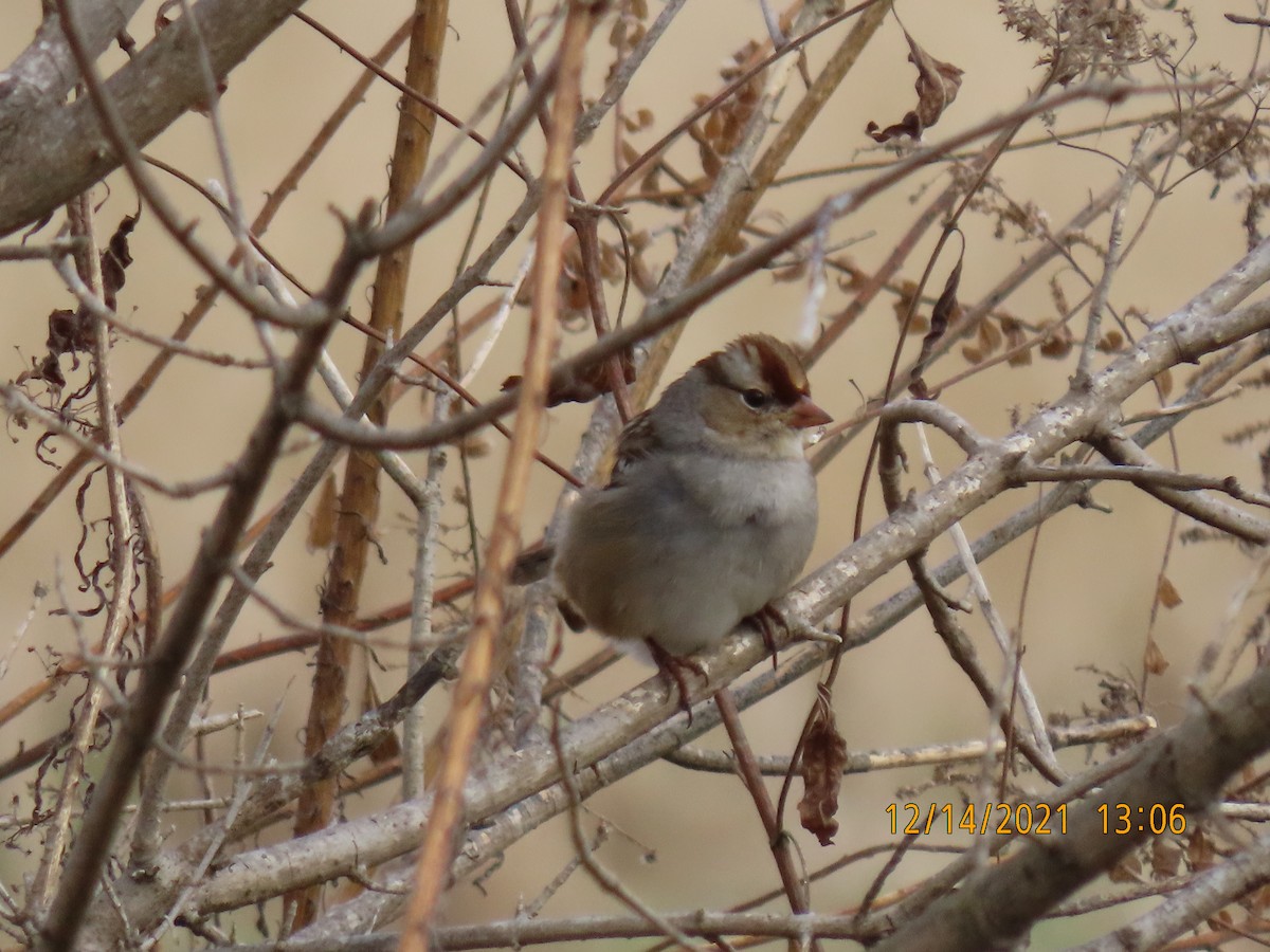 White-crowned Sparrow - Leon Book