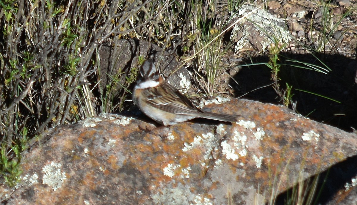 Rufous-collared Sparrow - ML396122111