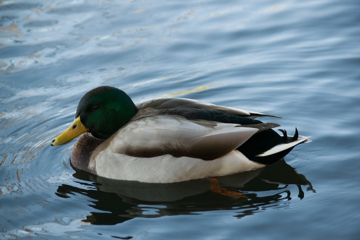 Mallard - Kevin Faccenda