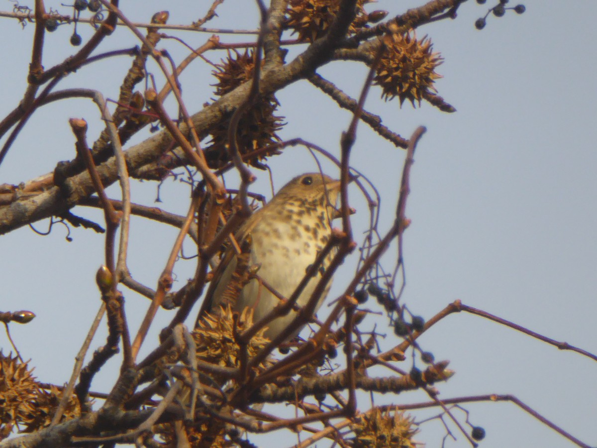 Hermit Thrush - ML396122831