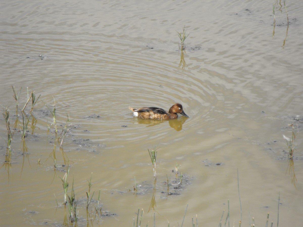 Ferruginous Duck - ML396122941