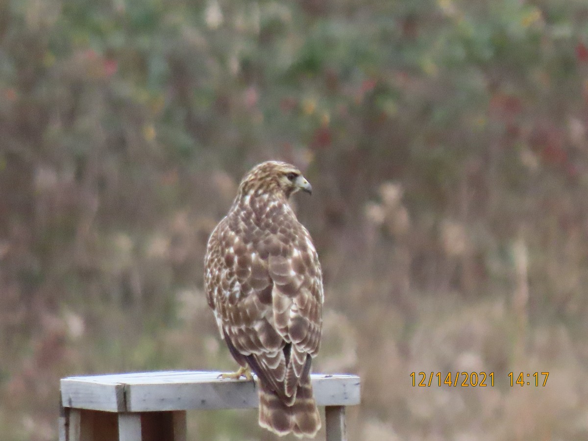 Red-shouldered Hawk - Leon Book