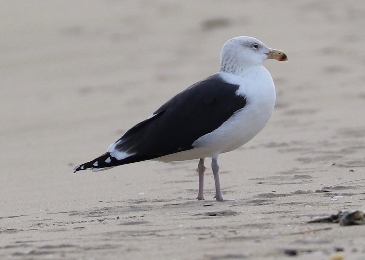 Great Black-backed Gull - Hailey Clancy