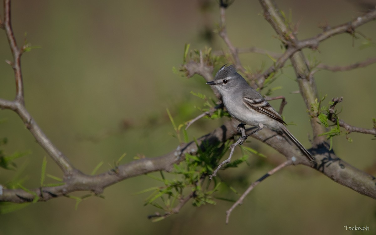 White-crested Tyrannulet (White-bellied) - ML396124011