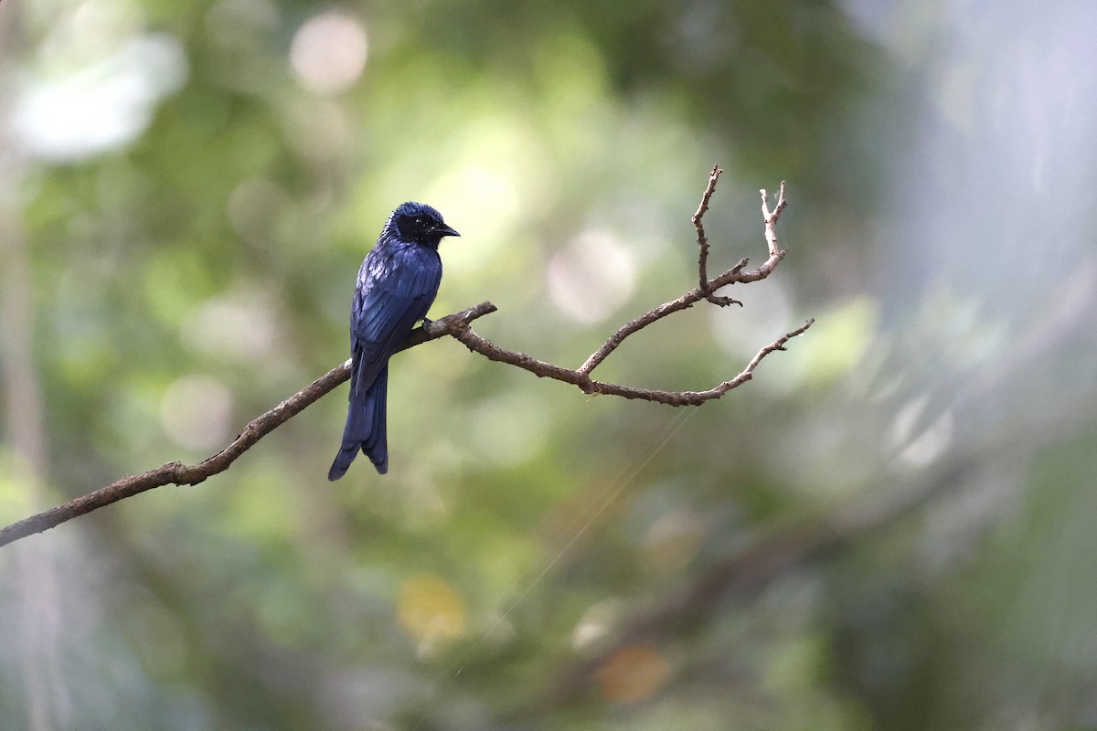 Drongo Bronceado - ML396125651