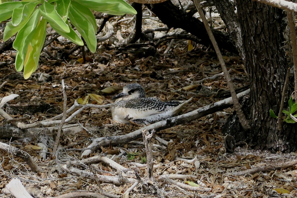 Red-tailed Tropicbird - ML39612601