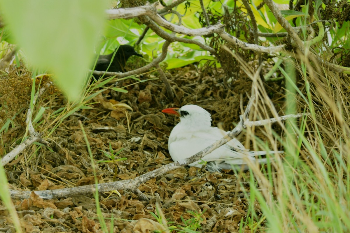 Red-tailed Tropicbird - ML39612611