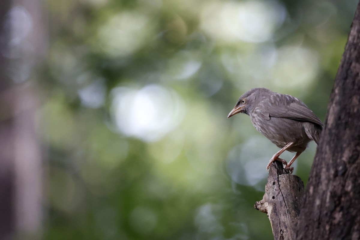 Jungle Babbler - ML396126141