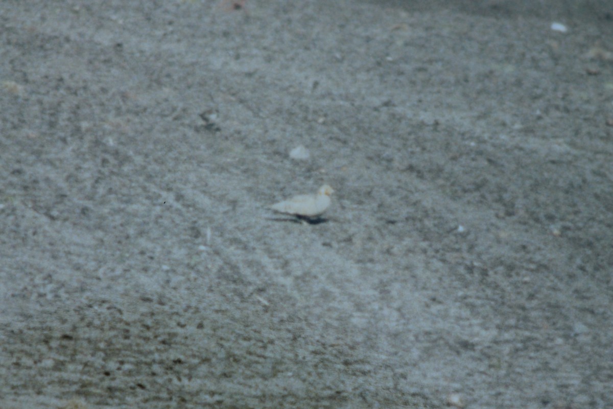 Pallas's Sandgrouse - ML39612651