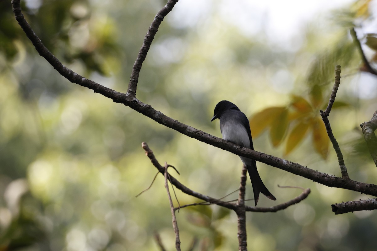 Drongo Ventriblanco - ML396126761