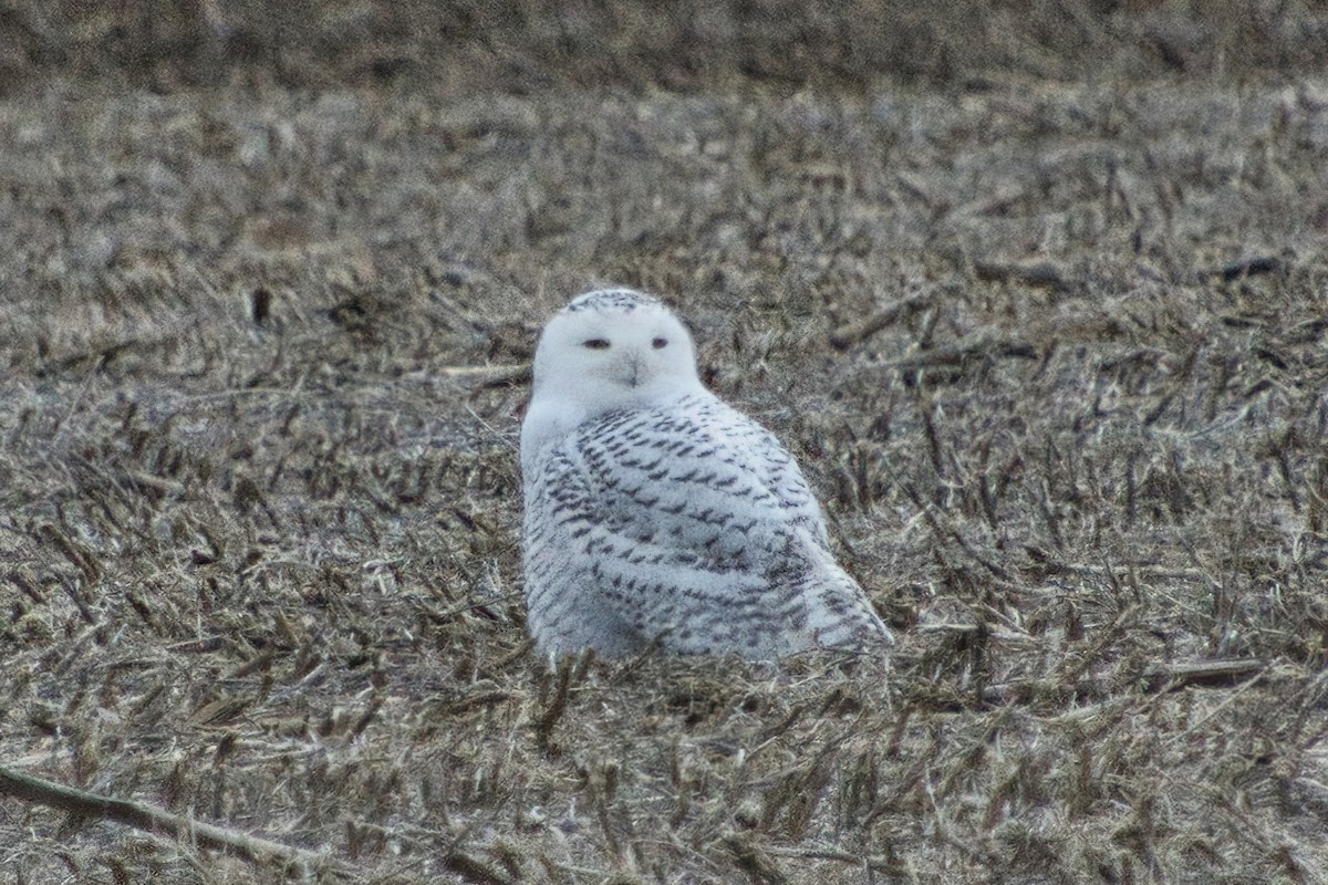 Snowy Owl - ML396126911